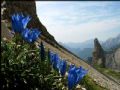 Gentiana froelichii